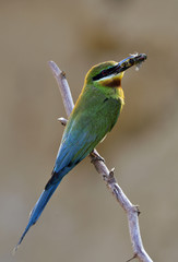 Blue-tailed bee-eater (Merops philippinus) beautiful green bird with long blue tails perching on stick showing its back feathers with fine rim lighting