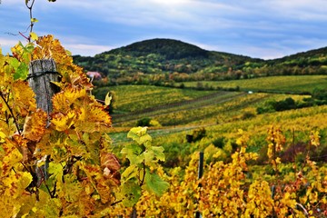 Obraz premium Kahlenberg Weingüter