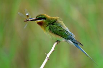 Blue-tailed bee-eater (Merops philippinus) beautiful green birds with blue tails making purrfy feathers while perching on stick over blur green background