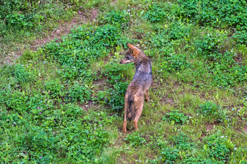An Iberian wolf in Cabarceno Natural Park
