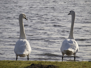 Two White Swans by the Lake