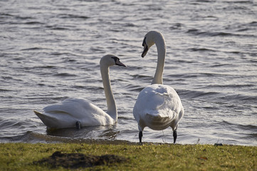 Two White Swans by the Lake