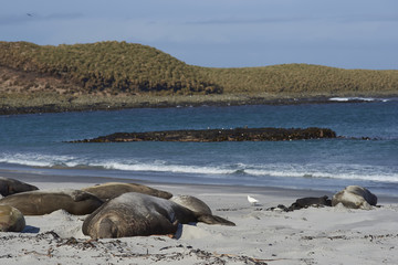 Fototapeta premium Group of Southern Elephant Seals (Mirounga leonina) lying on a kelp strewn beach on Sea Lion Island in the Falkland Islands.