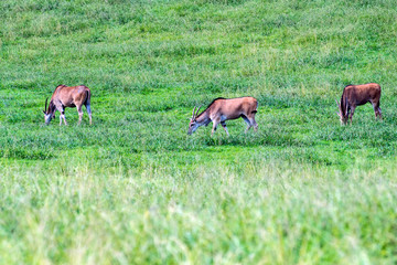 Sable antelopes in grass