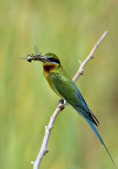 Blue-tailed bee-eater (philippinus merops) green and blue tail bird perching on branch with dragonfly  prey to feed chick, exotic nature