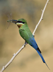 Blue-tailed bee-eater (philippinus merops) green keen parent bird with blue tail perching on branch with butterfly prey to feed chick, exotic nature