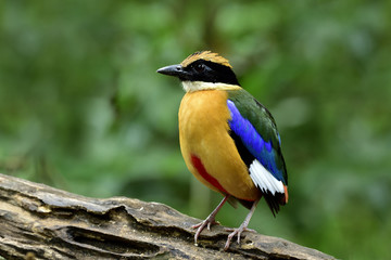 Blue-winged Pitta (Pitta moluccensis) beautiful multiple colors bird standing on log showing its brown chest feathers, exotic nature