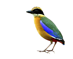 Blue-winged Pitta (Pitta moluccensis) beautiful mutiple colors bird fully standing with spike head feathers isolated on white background, exotic nature