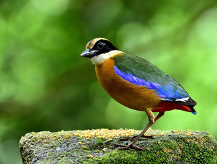 Blue-winged Pitta (Pitta moluccensis) beautiful mutiple colors bird standing on the dirty mossy rock in soft lighting, exotic nature