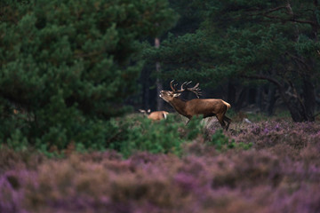 Fototapeta premium Bellowing red deer stag in rutting season in blooming moorland.