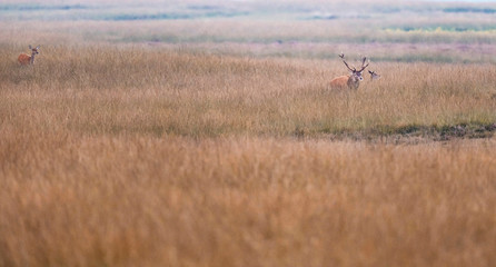 Red deer stag in rutting season in high yellow grass.