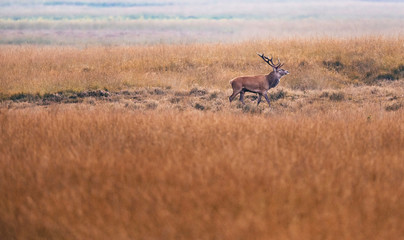 Red deer stag (cervus elaphus) in high yellow grass.