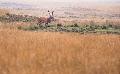 Red deer stag (cervus elaphus) in high yellow grass.