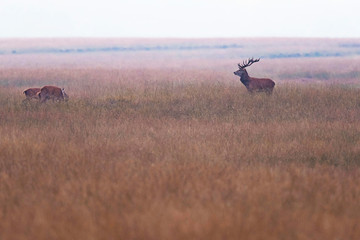 Naklejka na ściany i meble Red deer stag with two hinds in high grassland.