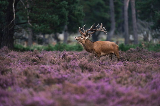 Fototapeta Red deer stag (cervus elaphus) in blooming heather.