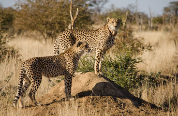 Cheetah brothers standing