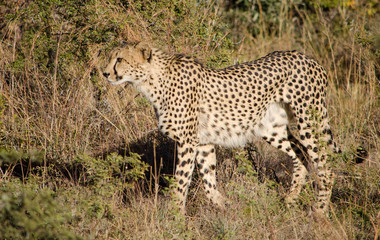 Cheetah walking 2