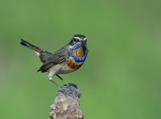 Bluethroat (Luscinia svecica) beautiful brown bird with blue and orange feathers on chest perching on stick in blur green plants background environment