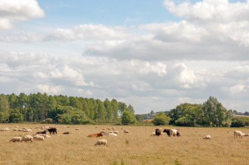 Cattle and Sheep in a summertime landscape in the English countryside.