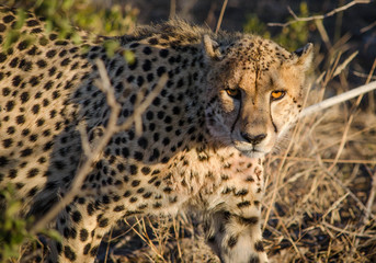 Cheetah watching