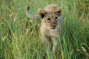 Lion cub walking in green grass