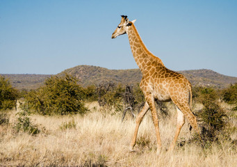 Giraffe walking