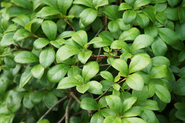 Rhododendron viscosum green foliage background