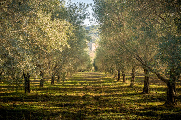 olive field in the sunset