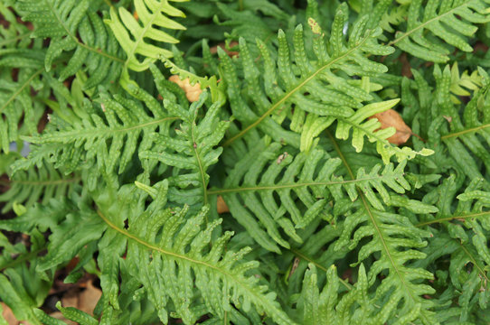 Foliage of polypodium interjectum green plant background