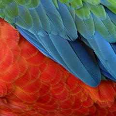 Fototapeta premium Bright orange and fine blue to green background of Harlequin Macaw bird's feathers, exotic texture