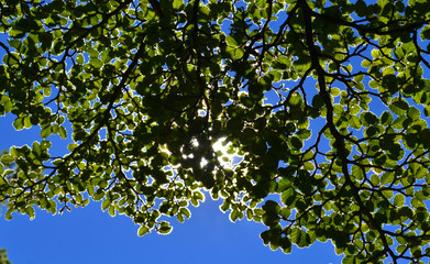 Lenga | El Chaltén, Argentina - 01/2017
