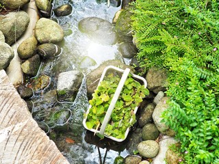 Flowing water in a stream with stone and green plant beside. Garden decoration concept.