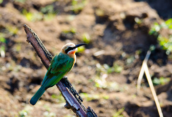 Bee eater on a branch