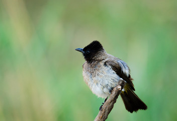Bulbul on a branch