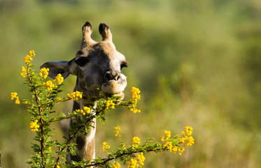 Naklejka na ściany i meble Giraffe with yellow flowers