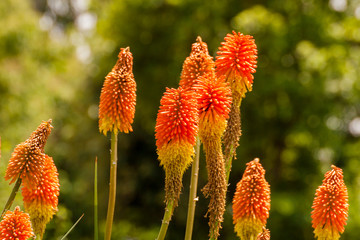 Red Hot Poker, Torch Lily, Tritoma