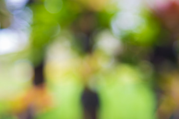 Green leaf bokeh background, abstract background