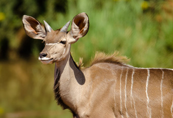 Juvenile Kudu male