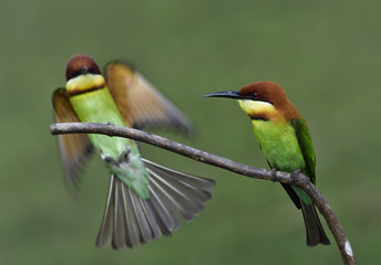 Chestnut-headed Bee-eater (Merops leschenaulti) beautiful green bird with brown head perching on wooden stick over blur green background while other bird is landing, exotic nature