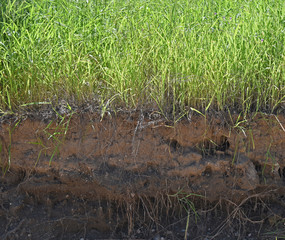 Querschnitt durch Boden, durch den sich Graswurzeln ziehen
