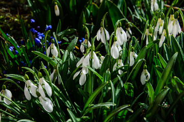 First snowdrops in a forest on spring