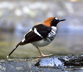 Chestnut-naped forktail (Enicurus ruficapillus) beautiful long tail brid with black wings and red head perching on rock in stream