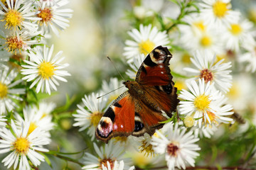 Schmetterling Pfauenauge
