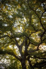 tree in the sun