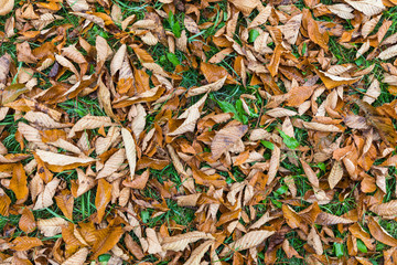 Macro closeup.Yellow, orange and red autumn leaves in fall park. Nature background.