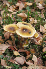 Funghi Chiodini nel bosco. Armillaria mellea