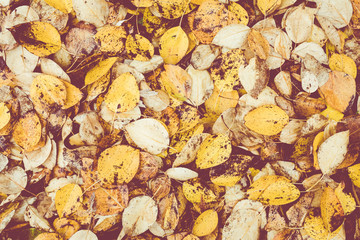 Macro closeup.Yellow, orange and red autumn leaves in fall park. Nature background.