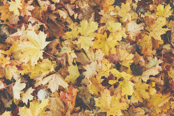 Macro closeup.Yellow, orange and red autumn leaves in fall park. Nature background.