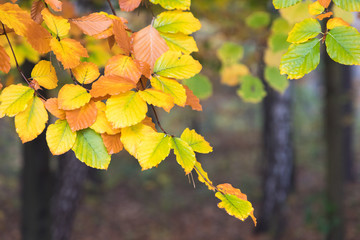 Yellow, orange and red autumn leaves in fall park. Nature background.