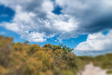 Australian countryside. Vegetation and blue sky